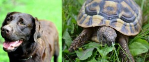 perro y tortuga, rápido y lento